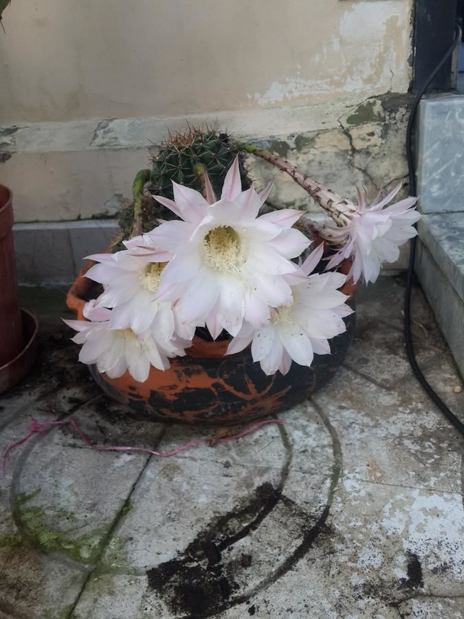 Проживание в семье Batumgora House Батуми-32