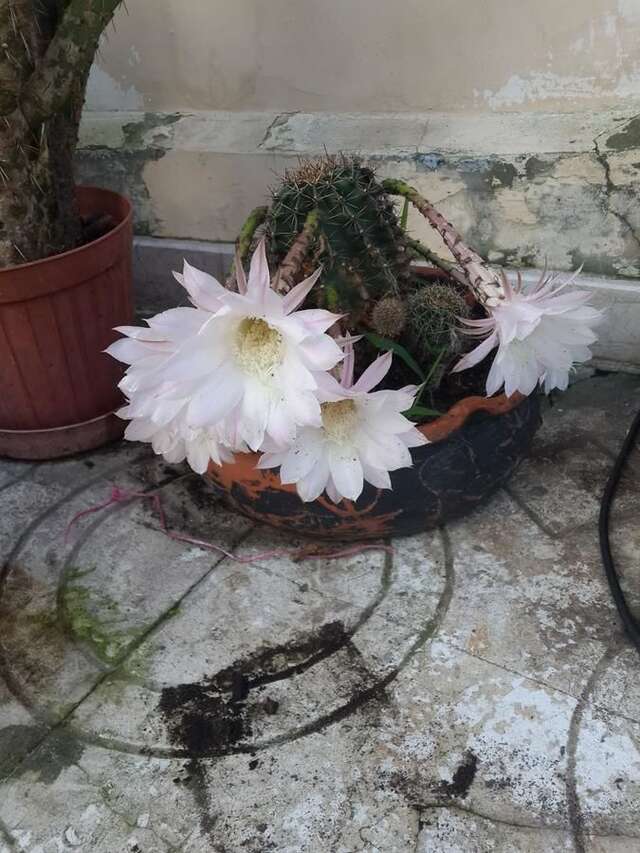 Проживание в семье Batumgora House Батуми-20