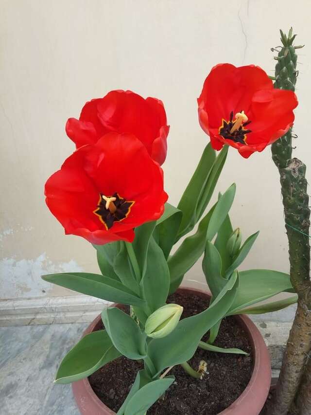 Проживание в семье Batumgora House Батуми-8